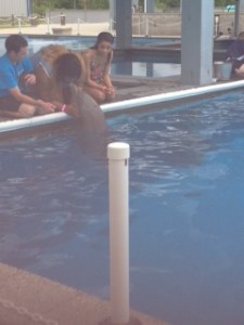 Institute for Marine Mammal Studies in Gulfport Mississippi; imms; spring break; gulfport; Mississippi gulfcoast;atlantago2girl